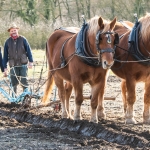 Farm Volunteering